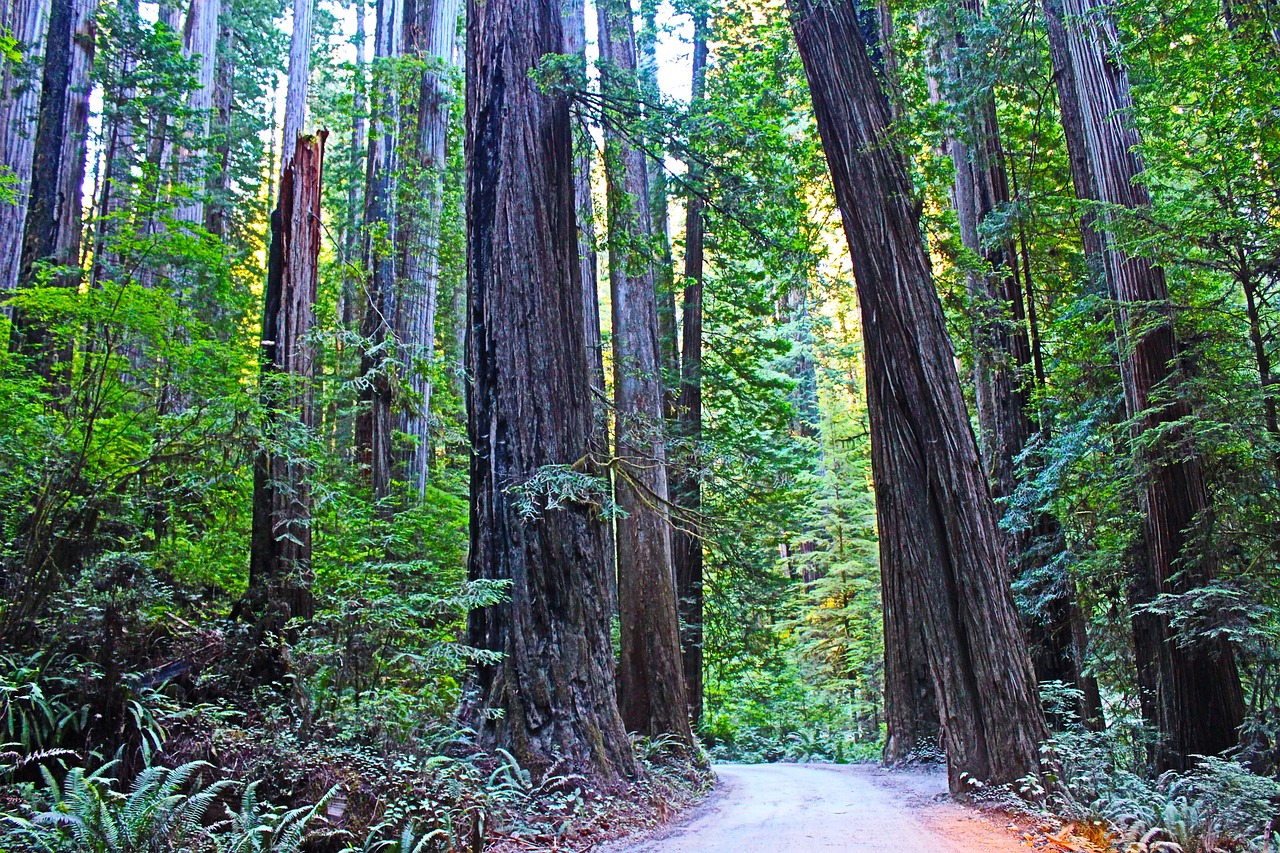 Exploring the Redwood Forests of Humboldt Redwoods State Park